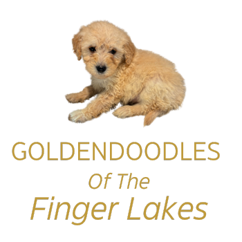 Golden Doodles Of The Finger Lakes